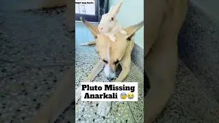 Pluto Missing Anarkali 😰 | 
