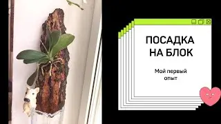 Посадка орхидеи на блок , мой первый опыт