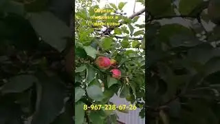 плоды моих трудов