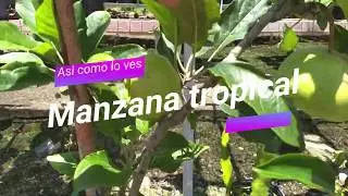 ARBOLES DE MANZANAS PARA CLIMA TROPICAL