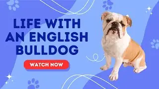 English Bulldog Care: What Every Owner Needs To Know | Infinite Wisdom Hub