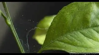 Can Snake plant get Spider Mites? (Answered With Solution)
