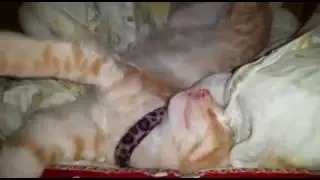 Update of Funny Sleeping Kittens ❤..