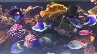 My Marine Aquarium 04/2016