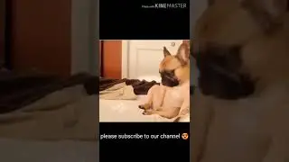 🤣🥰Cute Pug dog🤣🥰😍 || funny dog video || funny video || #Shorts #pug #funnypugshorts