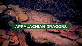 Appalachian Dragons - Hellbender