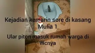 #ular#piton#masuk#wc#di#rumajnya#wargga