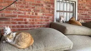 How do you care cat o kitten, Cat lover #catcollection #catvideo #kitten #pusa
