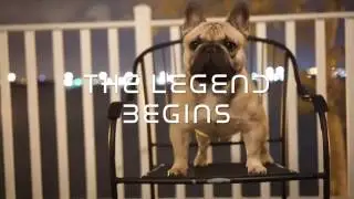 THE SEXIEST FRENCH BULLDOG STUD ALIVE, IFRENCHI ALPHA OMEGA.
