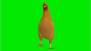 Hen animation in green screen