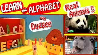 ❤️Learn the Alphabet with Duggee and Real Animals!!🐶🐼ABC Kids Education with Animals ❤️