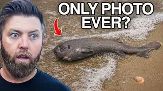 5 Animals That Have Only Been Seen Once