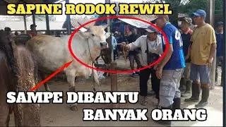 MEMASUKKAN TALI TAMPAR KE HIDUNG SAPI
