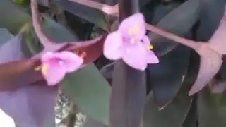 Planta trapoeraba Roxa/Dicas de jardinagem.