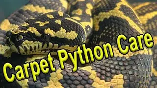 Carpet Python Care & Setup
