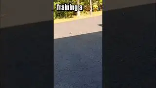 Training a 🐿️ 😂 #comedy #funny #animals #fyp
