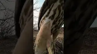 A Hawk Ate My Drone 