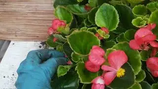 I give flowers, Irkutsk 89086553950
