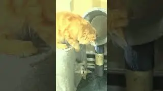 #ameer_dodo       #cat #kitten #catlover #cute #kitty #pets #cutecat