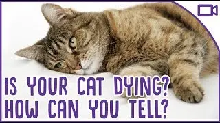 How to Tell If Your Cat Is Dying and What to Do