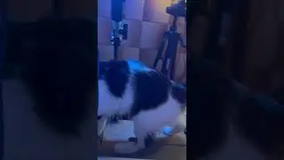 Мурыся на стриме