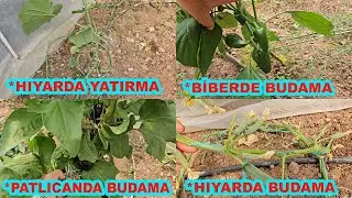 HOBİ BAHÇESİNDE HIYAR, BİBER, PATLICANDA BUDAMA, HIYARDA GÖVDE ALÇALTMA NASIL YAPILIR?#hobibahçesi
