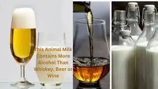 This Animal’s  Milk Contains More Alcohol Than Whiskey, Beer Or Wine? | It Will Make You Intoxicated