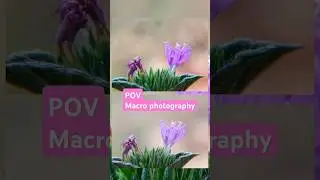 #fotografi #macrophotography #fotographer #nature #bunga #wisata