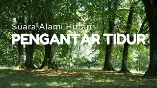 Suara Alam Pengantar Tidur | Hutan Siang Hari