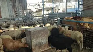 خروف العيد 2023