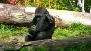 Funny Gorillas