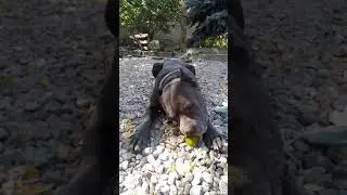Кане корсо и огурец 🐶🥒Dog eats cucumber.