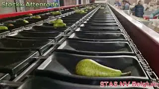 Stockx fruit Attenrode Pears grading