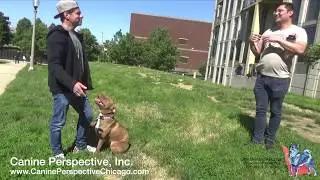 Testimonial On Social Distance Dog Training - Does It Work? 