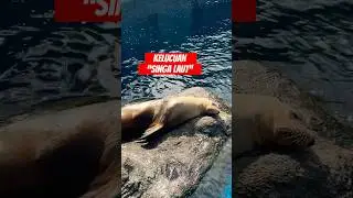 Tingkah lucu singa laut #animal #viral #video #shorts #shortvideo #funny #fyp #viralvideo #cute