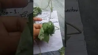 some grasses/ herbs/ shurbs/ trees of Tharparkar