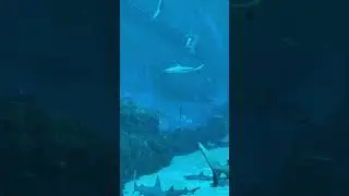 Подводный мир !