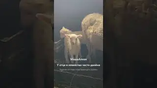 Село. Двойня. За сутки 2-двойни(4 ягненка)
