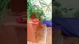 Бабочка троидес Радамант кормится 🦋😋🍊🍊🍊. Выставка в Бресте.