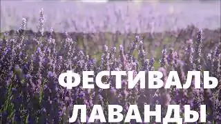 Фестиваль Лаванды
