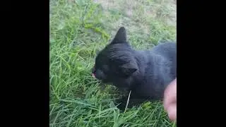 Соседский кот
