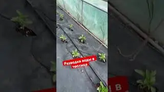 Разводка воды в теплице