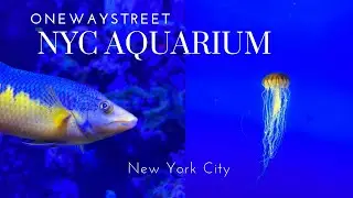 NYC Aquarium