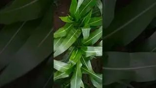 #кукуруза #drone #limagrain #agriculture #nature #farming #работа #corn #agro