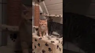 Kevin & Findus