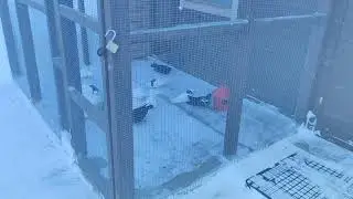 Ижевские,пермские,мордовские голуби. Гоняем 10.02.24. Атаки ястреба...😡