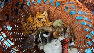Mushrooms have appeared in our forests! Young mushrooms in the coniferous forest!