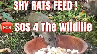 SHY RATS FEED ON THE LAWN 🐀#ratty #rattygang #rat 5th gen 🆘4 the Wildlife & RATTY BROWN SONG ⬇️below