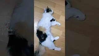 ОТБРОСИЛА КОПЫТА😹 #кот #cat #жизнькота #юмор #kitten