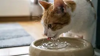 Cat Drinking Water (ASMR)